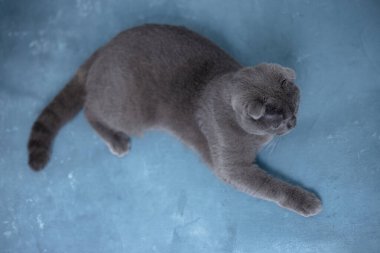 Mavi arka planda gri İskoç kedisi