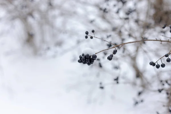 Berries in the snow. Bush with berries in the snow. — Stockfoto