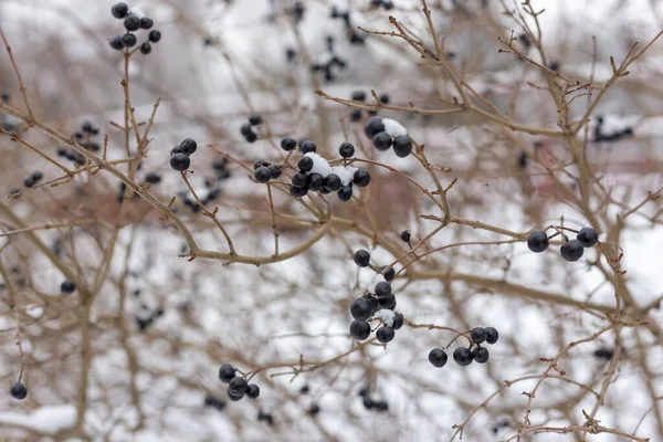 Berries in the snow. Bush with berries in the snow. — Stockfoto