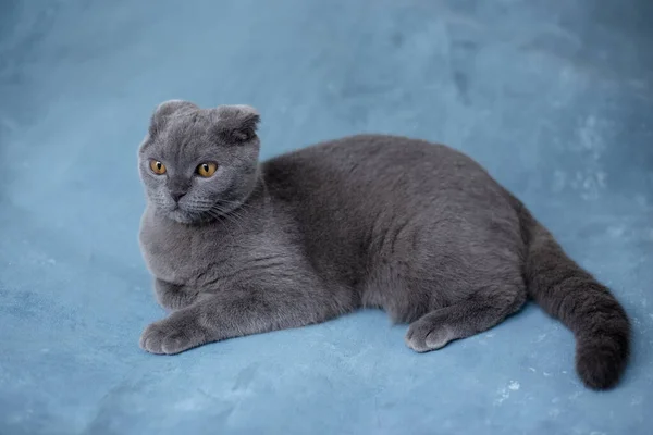 Szary szkocki krotnie kot na niebieskim tle — Zdjęcie stockowe