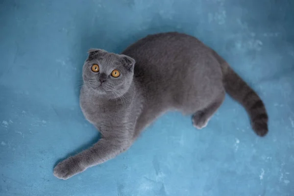 Gray scottish fold cat on blue background — Stock Photo, Image