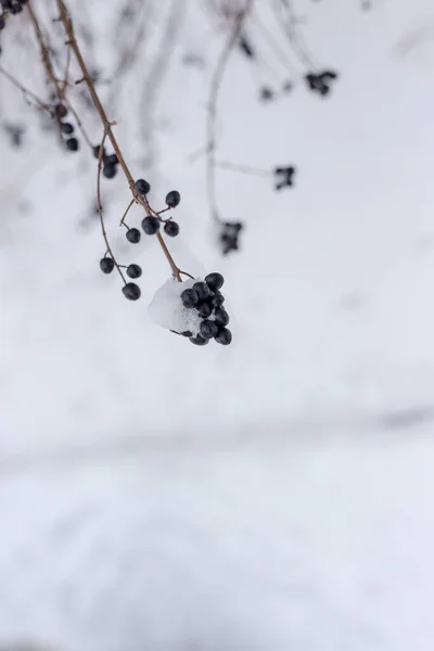 Berries in the snow. Bush with berries in the snow. — Stockfoto