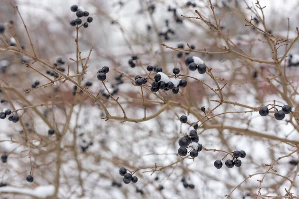 Berries in the snow. Bush with berries in the snow. — Stockfoto