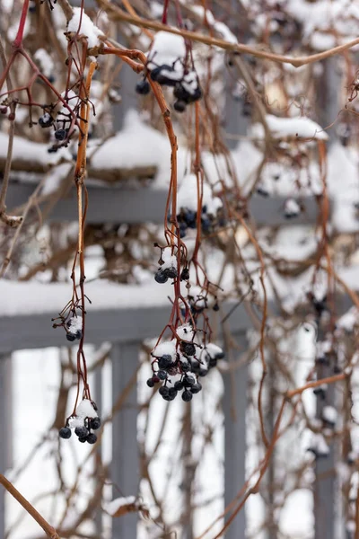 Berries under the snow. Wild grapes in winter. — Stockfoto