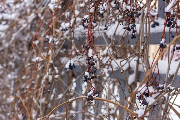 Bär under snön. Vilda druvor på vintern. — Stockfoto