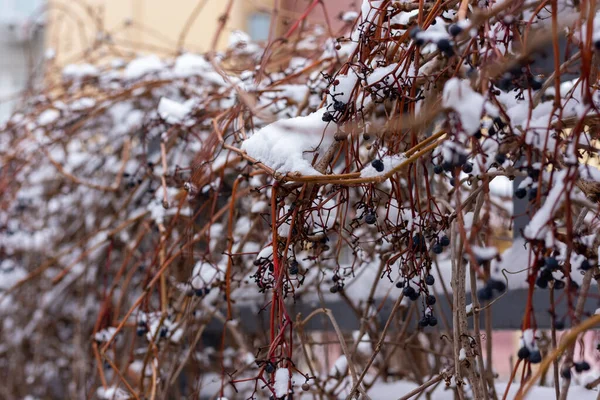 Berries under the snow. Wild grapes in winter. — Stockfoto