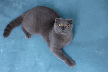 Mavi arka planda gri İskoç kedisi