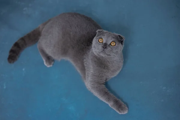 Серый шотландский складной кот на синем фоне — стоковое фото