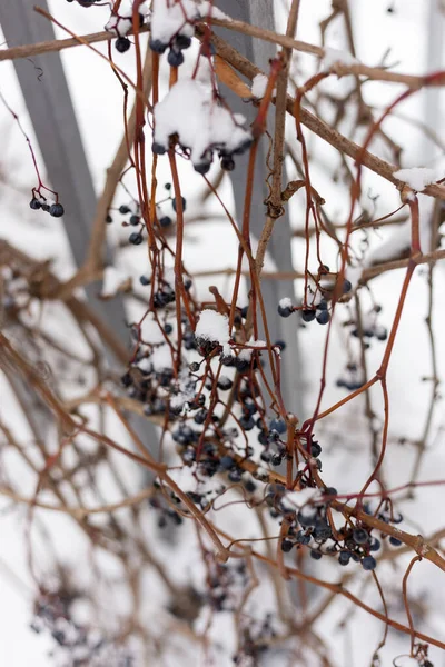 Berries under the snow. Wild grapes in winter. — Stockfoto