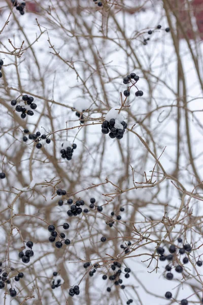 Berries in the snow. Bush with berries in the snow. — Stockfoto