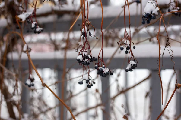 Bayas bajo la nieve. Uvas silvestres en invierno. — Foto de Stock