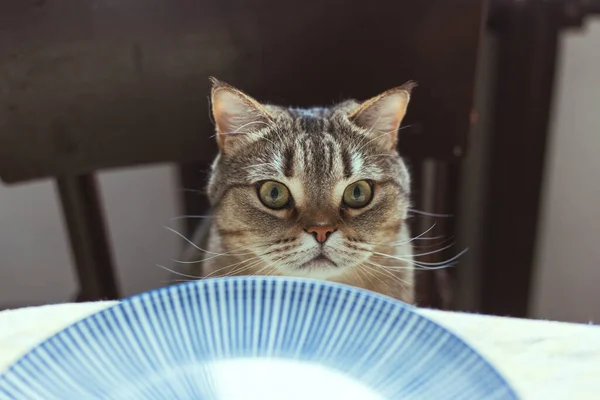 Kedi yemek masasının yanındaki sandalyeye oturur. — Stok fotoğraf