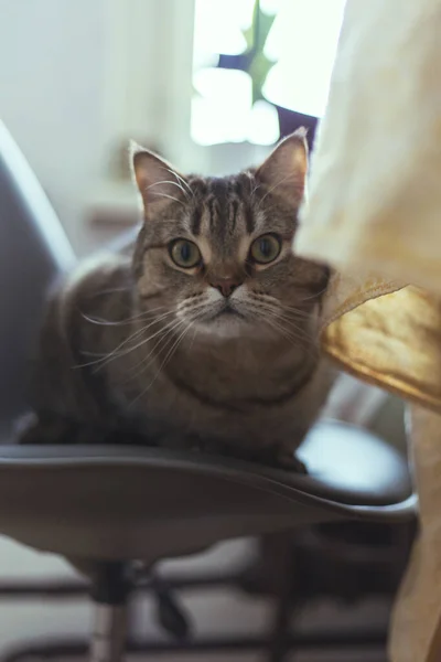 O gato senta-se em uma cadeira perto da mesa de jantar — Fotografia de Stock