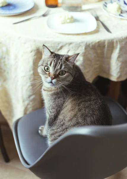 Katten sitter på en stol nära matbordet — Stockfoto