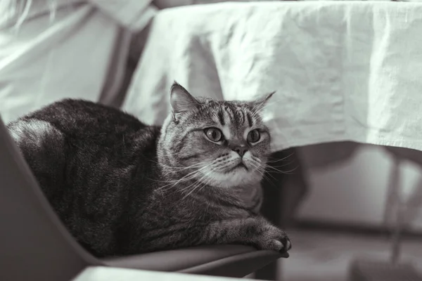 O gato senta-se em uma cadeira perto da mesa de jantar — Fotografia de Stock