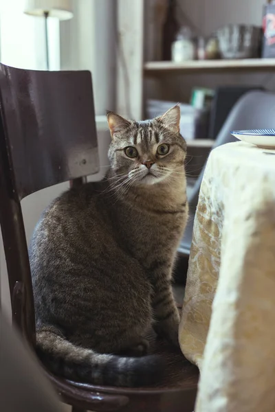 Kedi yemek masasının yanındaki sandalyeye oturur. — Stok fotoğraf