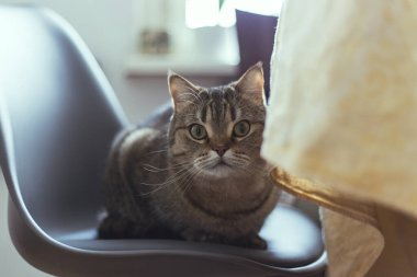 Kedi yemek masasının yanındaki sandalyeye oturur.