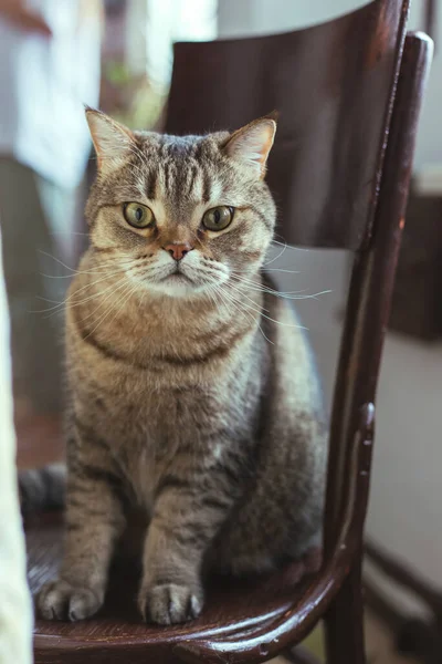 Die Katze sitzt auf einem Stuhl neben dem Esstisch — Stockfoto
