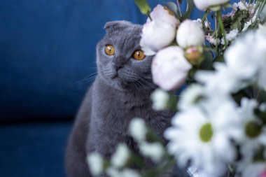 Gri kedi ve bir buket çiçek. İskoç katlama