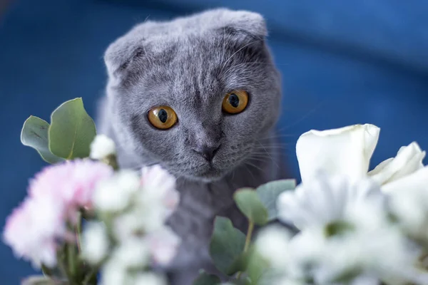 Серый кот и букет цветов. Шотландский раз — стоковое фото