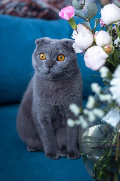 Gri kedi ve bir buket çiçek. İskoç katlama — Stok fotoğraf