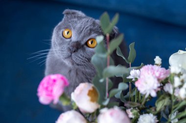 Gri kedi ve bir buket çiçek. İskoç katlama