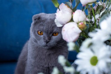 Gri kedi ve bir buket çiçek. İskoç katlama