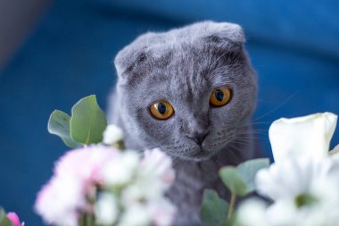 Gri kedi ve bir buket çiçek. İskoç katlama