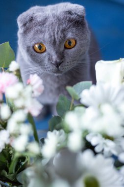 Gri kedi ve bir buket çiçek. İskoç katlama