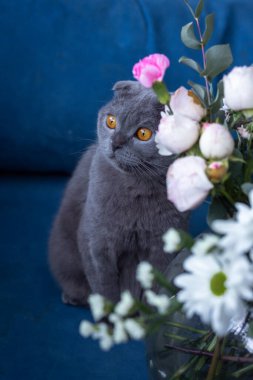Gri kedi ve bir buket çiçek. İskoç katlama