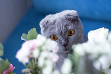 Gri kedi ve bir buket çiçek. İskoç katlama