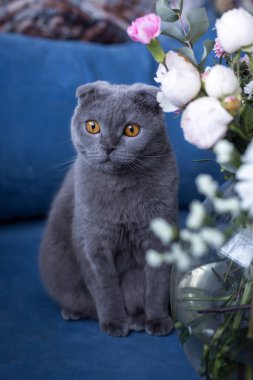 Gri kedi ve bir buket çiçek. İskoç katlama