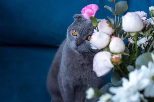 Grijze kat en een boeket bloemen. Schotse vouw Stockfoto