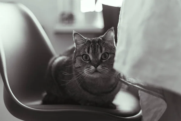 O gato senta-se em uma cadeira perto da mesa de jantar — Fotografia de Stock