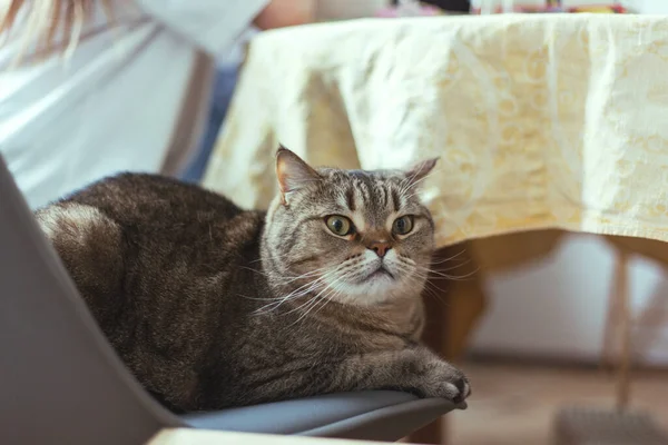 Kočka sedí na židli u jídelního stolu — Stock fotografie