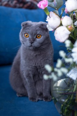 Gri kedi ve bir buket çiçek. İskoç katlama