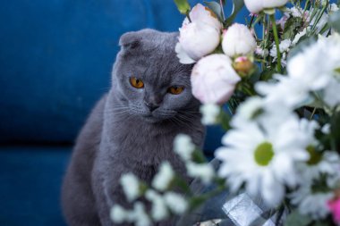 Gri kedi ve bir buket çiçek. İskoç katlama
