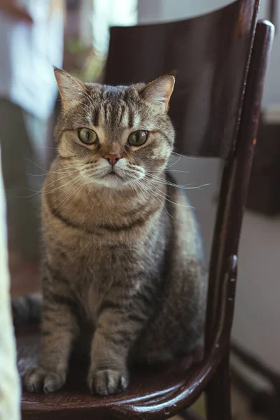 那只猫坐在餐桌旁边的椅子上 — 图库照片