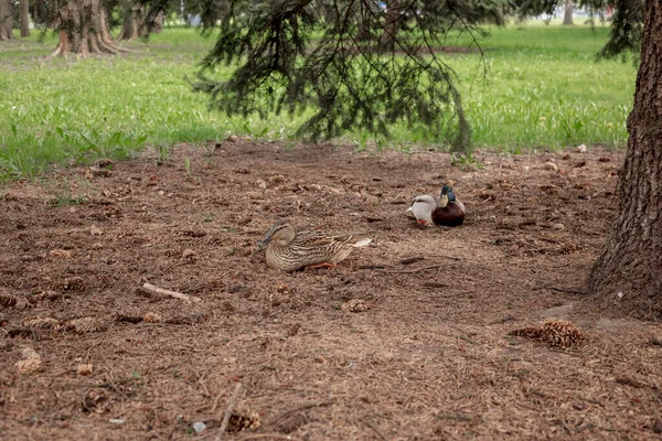 Un canard et un drake s'assoient par terre sous une épinette — Photo