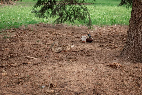 Un canard et un drake s'assoient par terre sous une épinette — Photo