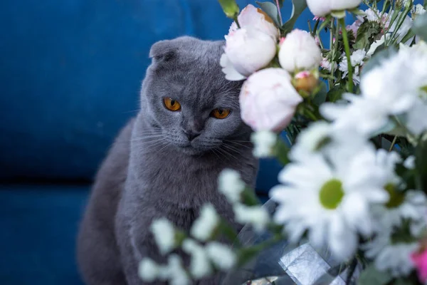 Gri kedi ve bir buket çiçek. İskoç katlama