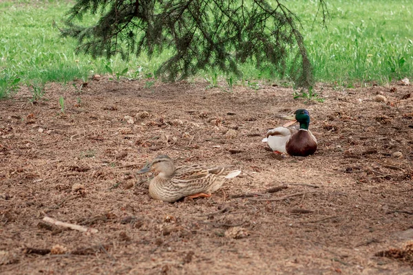 一只鸭和一只鸭坐在云杉下面的地上 — 图库照片