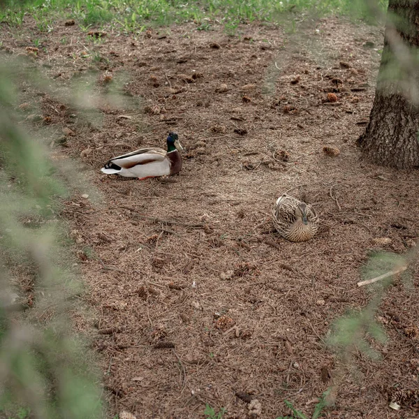 Un pato y un dragón se sientan en el suelo bajo un abeto — Foto de Stock