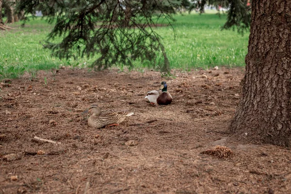 アヒルと熊手はトウヒの下に地面に座っています — ストック写真