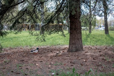 Bir ördek ve bir yaban ördeği yerde bir ladin altında oturur.