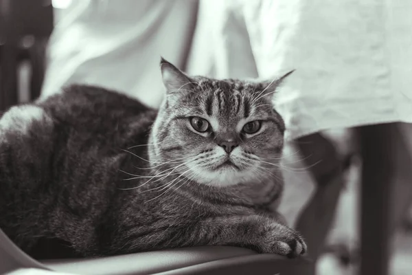 Кот сидит на стуле возле обеденного стола — стоковое фото