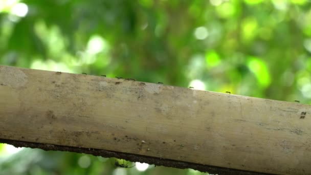 Semut Hitam Menggunakan Kayu Bambu Potong Sebagai Jembatan Untuk Melakukan — Stok Video