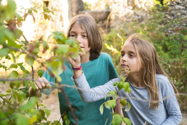 Brat i siostra zbierają jagody w lesie — Zdjęcie stockowe