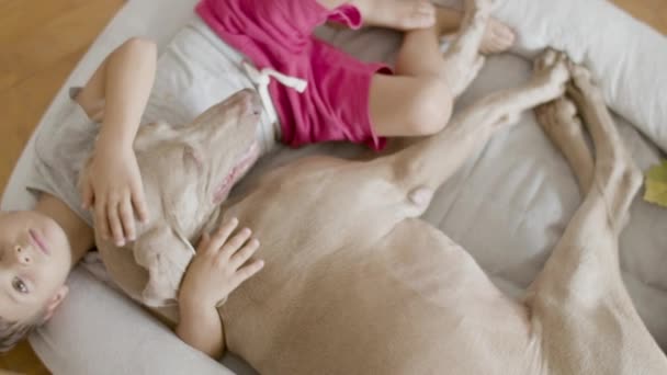 ペットのベッドの上で彼の犬と一緒に家に横たわっている — ストック動画