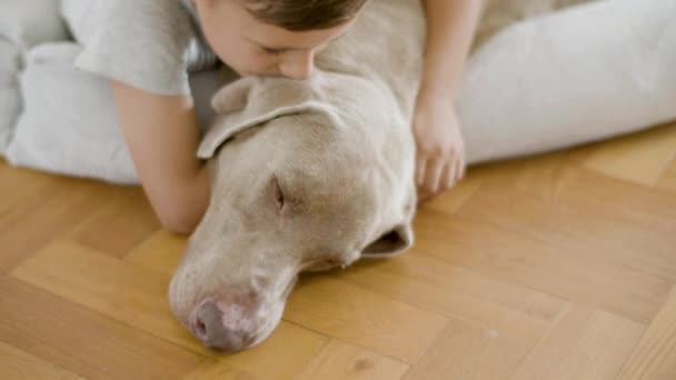 小さな男の子抱擁とキス彼の病気の犬誰床に横たわっている — ストック動画